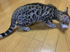 ベンガル【滋賀県・男の子・2021年6月6日・】の写真2