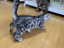 ベンガル【滋賀県・男の子・2019年11月14日・】の写真3