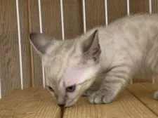 ベンガル【滋賀県・女の子・2020年11月24日・】の写真5
