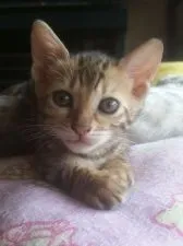 ベンガル【滋賀県・女の子・2016年9月4日・ブラウンスポテットタビー】の写真5