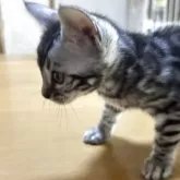 ベンガル【滋賀県・男の子・2025年8月7日・ブラックシルバースポテットタビー】の写真11