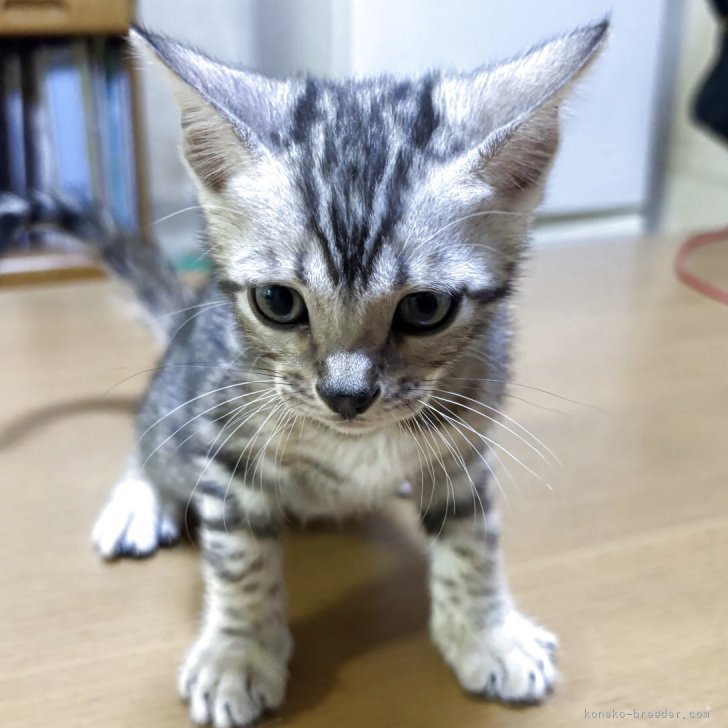 ブリーダー画像