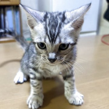 ベンガル【滋賀県・男の子・2025年8月7日・ブラックシルバースポテットタビー】の写真「明るいシルバー男の子」
