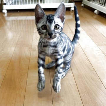 ベンガル【滋賀県・男の子・2025年8月7日・ブラックシルバースポテットタビー】の写真「濃いシルバー綺麗」