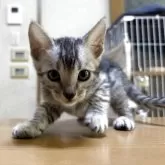 ベンガル