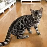 ベンガル