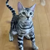 ベンガル