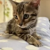 ベンガル【滋賀県・男の子・2024年11月18日・ブラウンスポテットタビー】の写真1