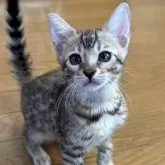 ベンガル