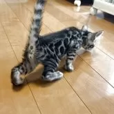 ベンガル【滋賀県・男の子・2025年8月7日・ブラックシルバースポテットタビー】の写真3