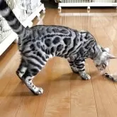 ベンガル【滋賀県・男の子・2025年3月27日・ブラックシルバースポテットタビー】の写真3