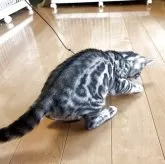 ベンガル【滋賀県・男の子・2025年8月7日・ブラックシルバースポテットタビー】の写真4