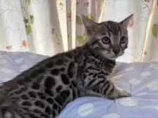 ベンガル【滋賀県・男の子・2024年11月18日・ブラウンスポテットタビー】の写真4