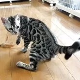 ベンガル【滋賀県・男の子・2025年3月27日・ブラックシルバースポテットタビー】の写真5