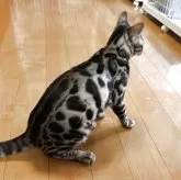 ベンガル【滋賀県・男の子・2025年3月27日・ブラックシルバースポテットタビー】の写真5