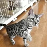 ベンガル【滋賀県・男の子・2025年3月27日・ブラックシルバースポテットタビー】の写真6