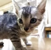 ベンガル【滋賀県・男の子・2025年8月7日・ブラックシルバースポテットタビー】の写真6