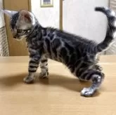 ベンガル【滋賀県・男の子・2025年8月7日・ブラックシルバースポテットタビー】の写真7