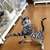 ベンガル【滋賀県・男の子・2025年3月27日・ブラックシルバースポテットタビー】の写真7