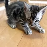 ベンガル【滋賀県・男の子・2025年8月7日・ブラックシルバースポテットタビー】の写真9