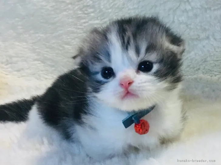ID:2109-00512の子猫