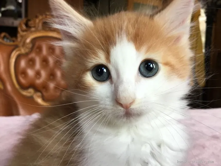 ID：1904-01845の子猫