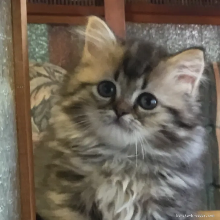 ID：2308-03235の子猫