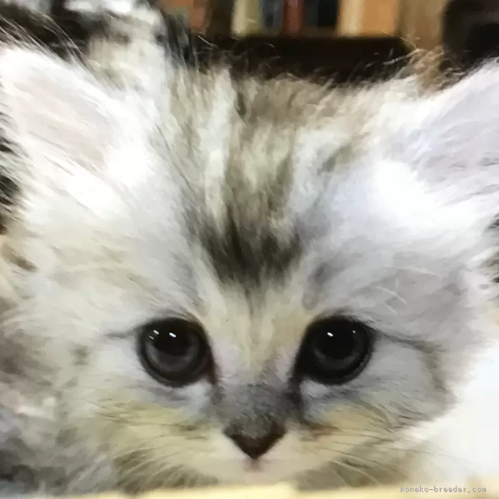 ID：2408-02227の子猫