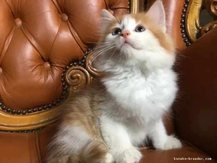 ライト 様のお迎えした子猫