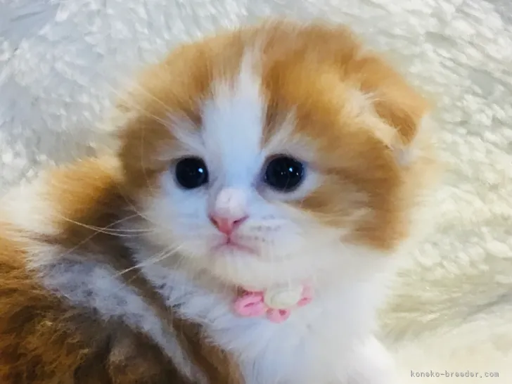 ほたて 様のお迎えした子猫