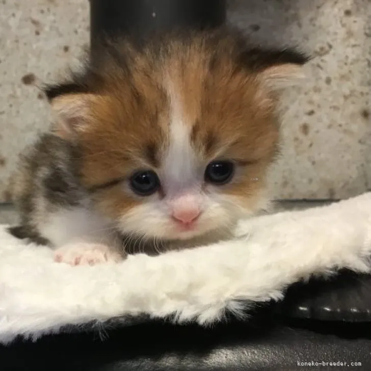 カオル 様のお迎えした子猫