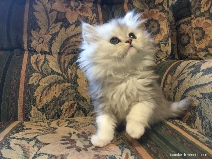 みこちゃん 様のお迎えした子猫