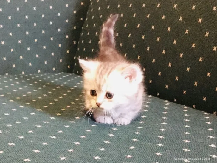 ID：2012-01329の子猫