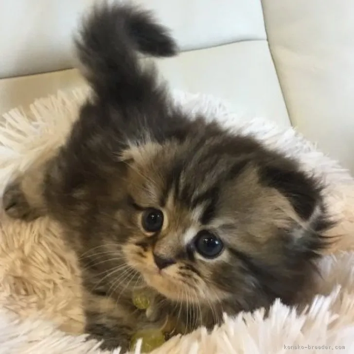 ID:2306-02501の子猫