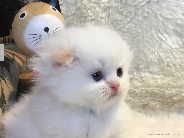 M.A 様のお迎えした子猫