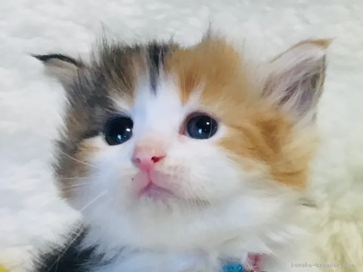 ID：2109-02517の子猫