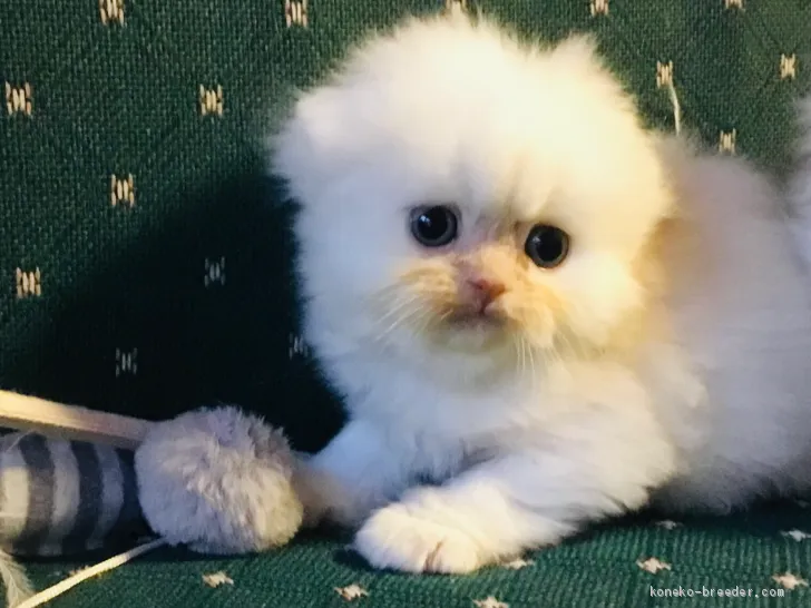 ID:2012-00065の子猫