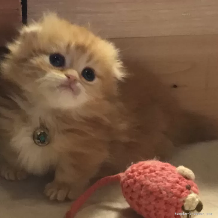 ID:2403-02074の子猫