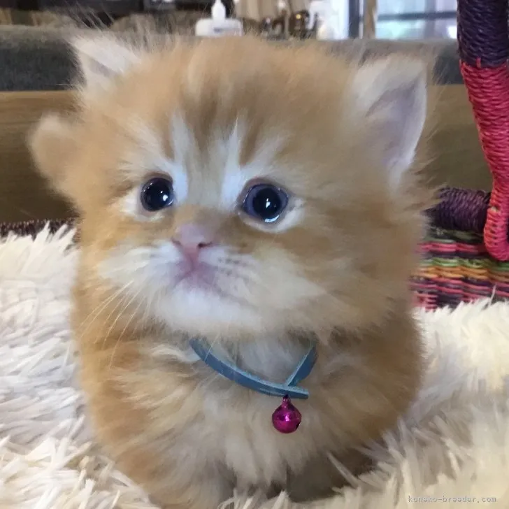 ID:2307-03074の子猫