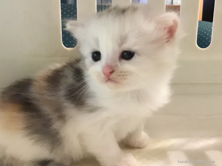 へっぽこ 様のお迎えした子猫