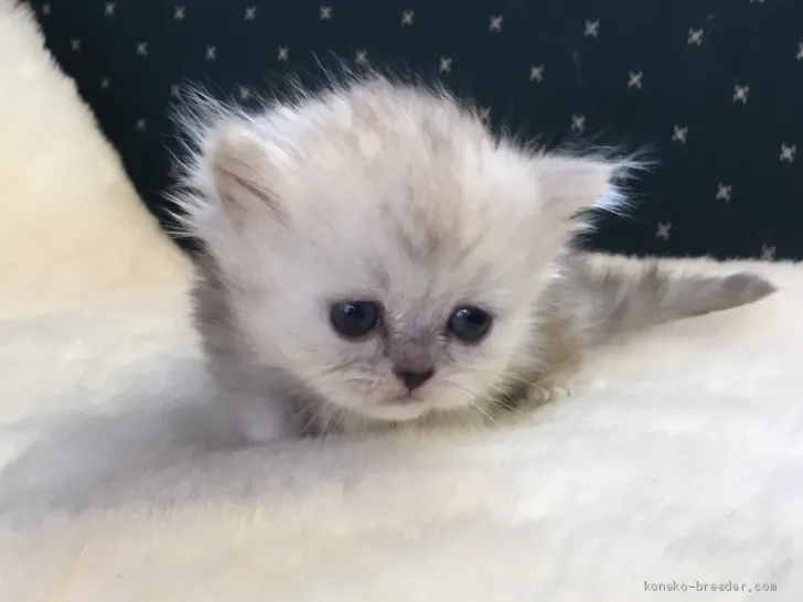 えこえこ 様のお迎えした子猫