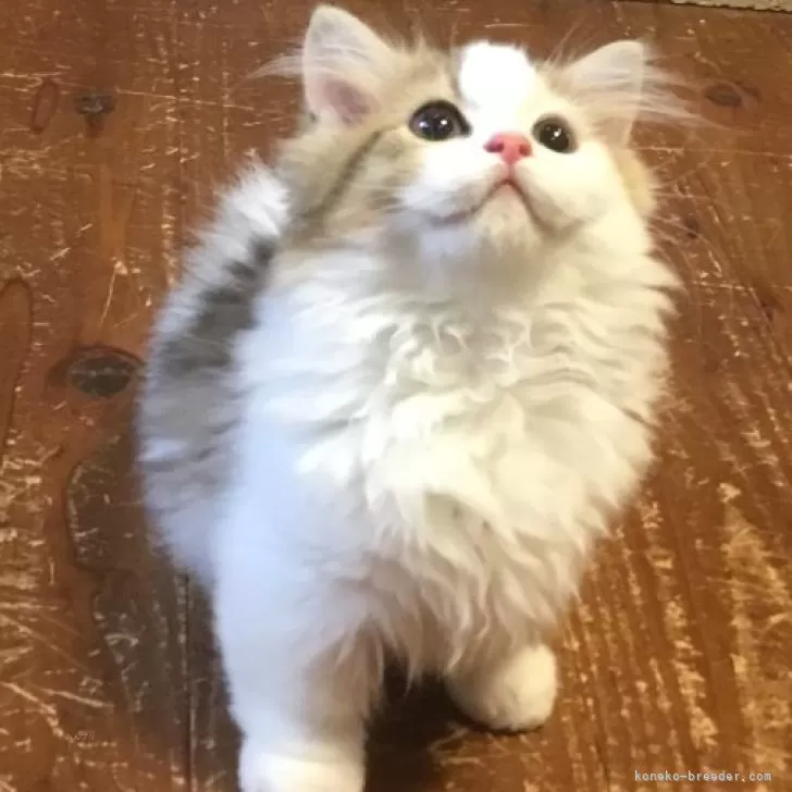 ID：2407-02031の子猫