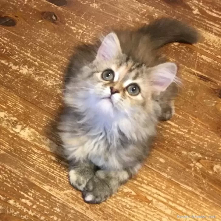 ID：2407-03190の子猫