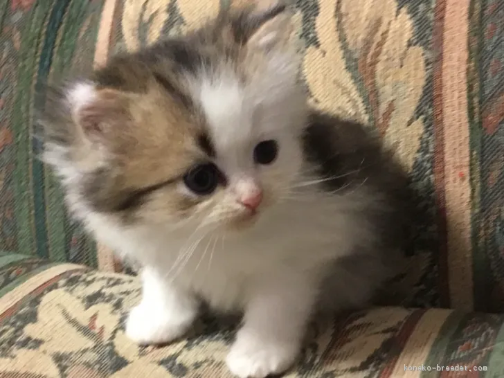 ID：2010-00341の子猫