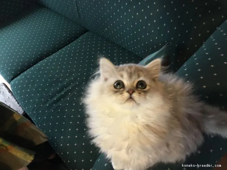ID：1811-01007の子猫