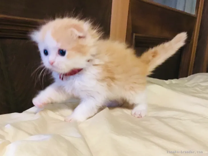 nao 様のお迎えした子猫