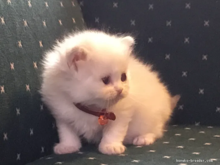 ID:2012-01301の子猫