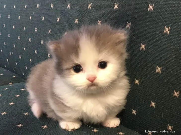 ID:2009-01420の子猫