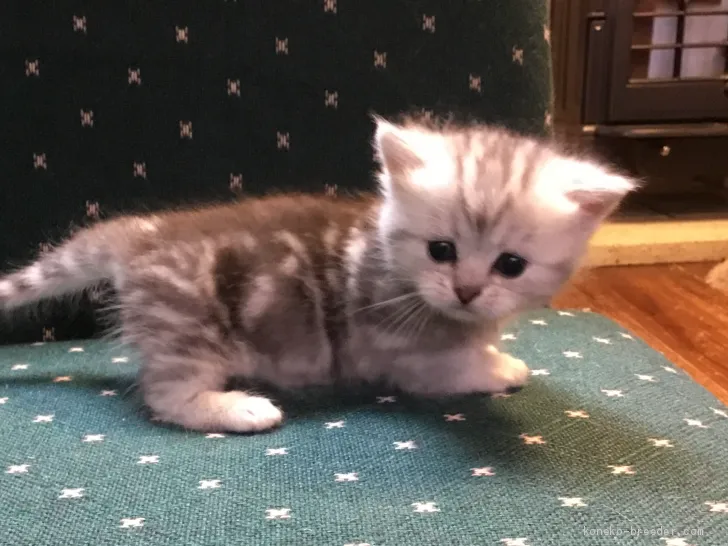 ID：2012-00950の子猫