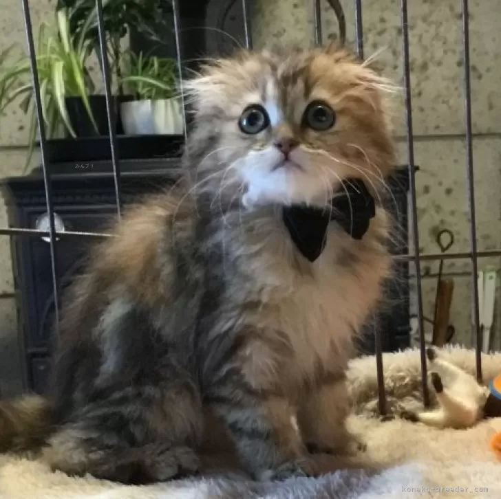 ID:2404-02745の子猫